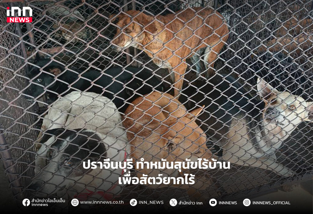 ทำหมันสุนัขไร้บ้าน