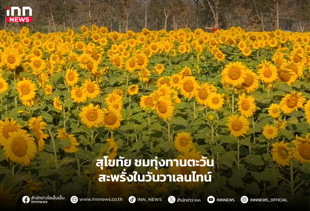 ทุ่งทานตะวัน