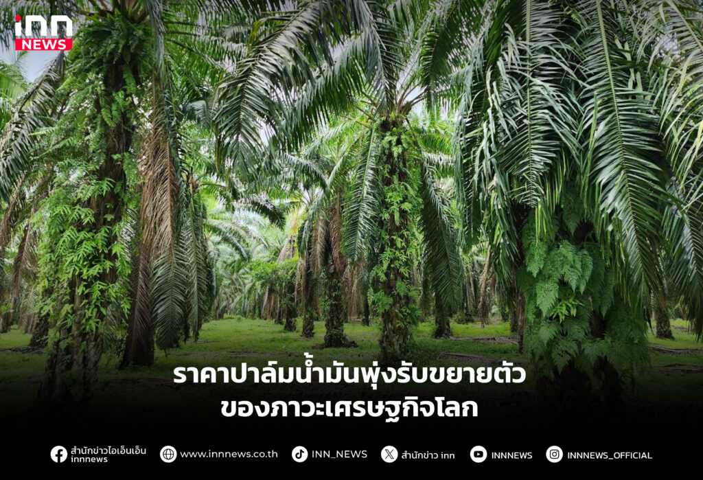 ราคาปาล์มน้ำมันพุ่งรับขยายตัวของภาวะเศรษฐกิจโลก