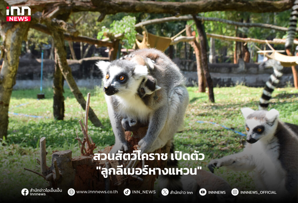 ลูกลีเมอร์หางแหวน