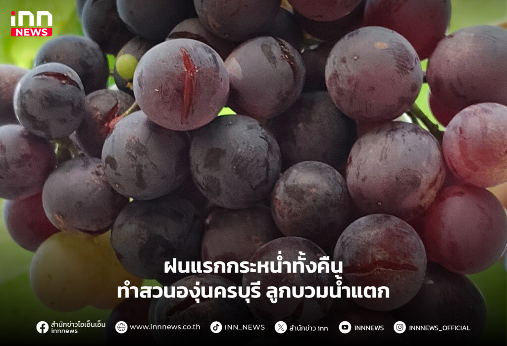 สวนองุ่นครบุรี