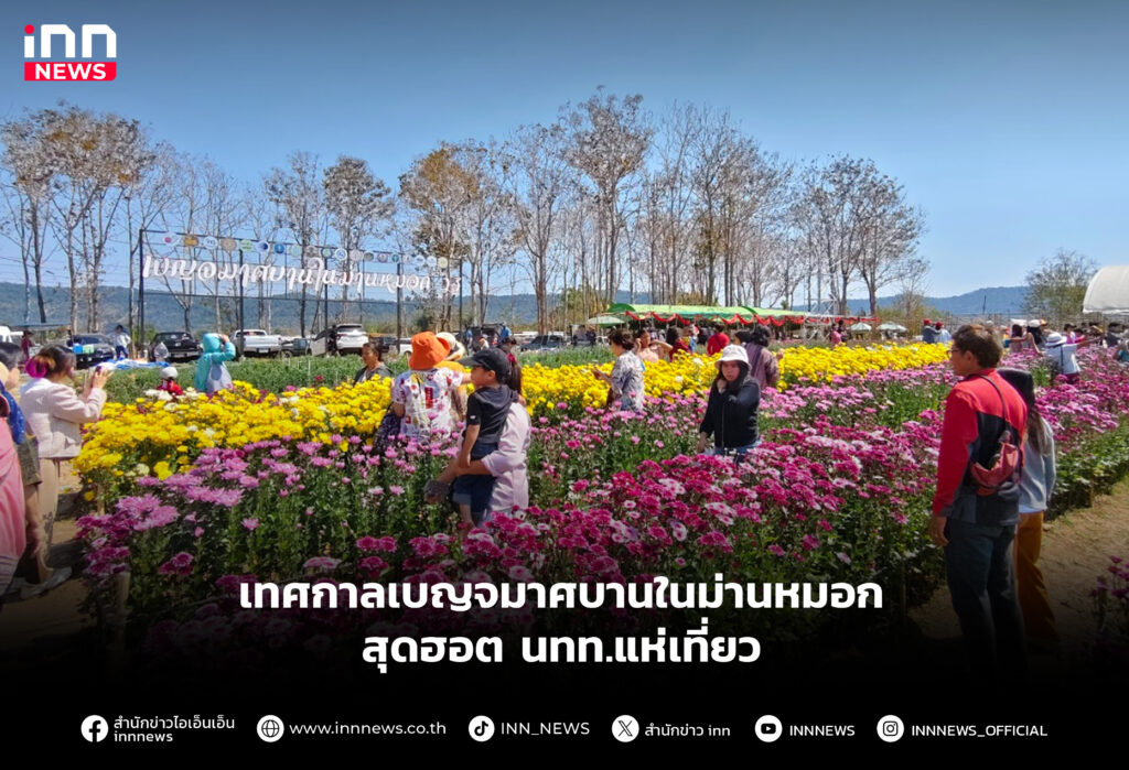 เทศกาลเบญจมาศบานในม่านหมอกสุดฮอต นทท.แห่เที่ยว