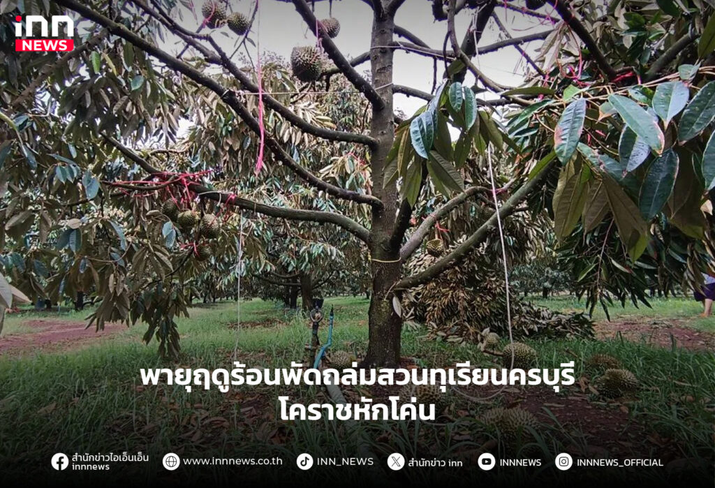 พายุฤดูร้อนพัดถล่มสวนทุเรียนครบุรี