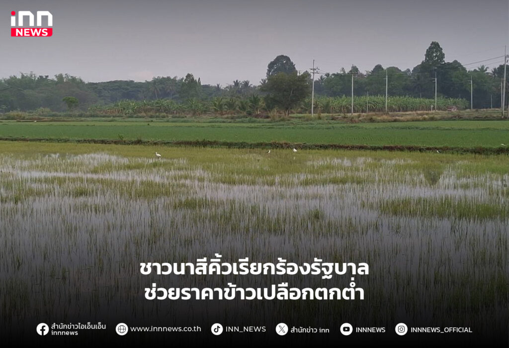 ราคาข้าวเปลือก