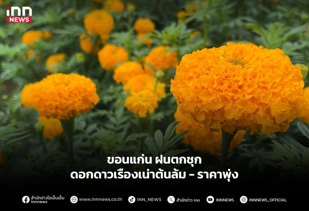 ขอนแก่น ฝนตกชุกดอกดาวเรืองเน่าต้นล้ม-ราคาพุ่ง