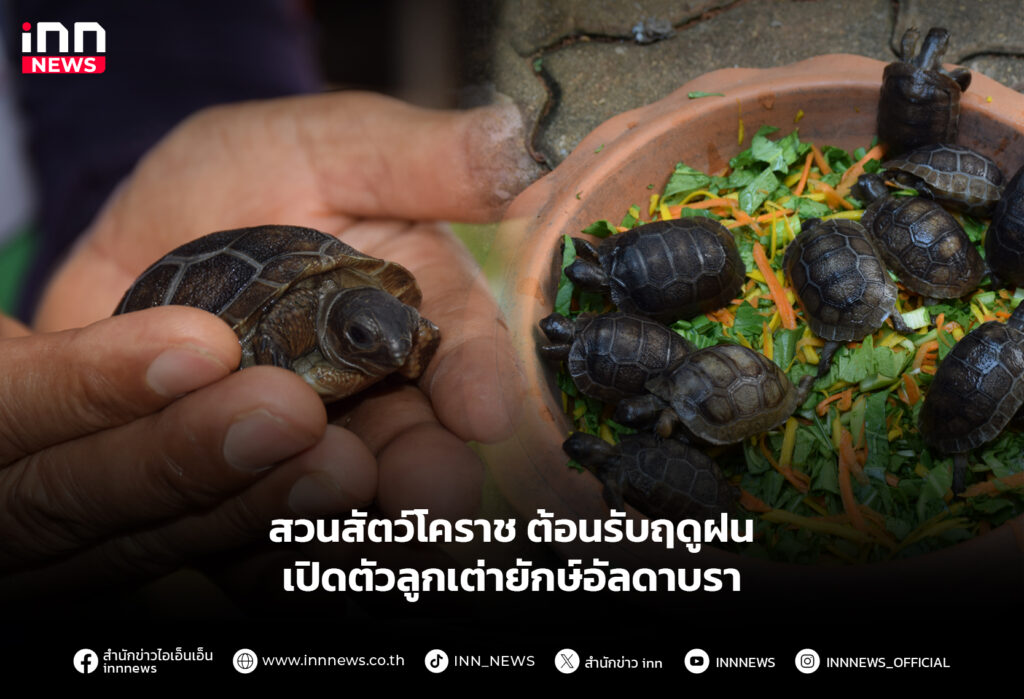 ลูกเต่ายักษ์อัลดาบรา