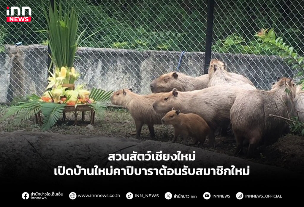 สวนสัตว์เชียงใหม่ เปิดบ้านใหม่คาปิบาราต้อนรับสมาชิกใหม่