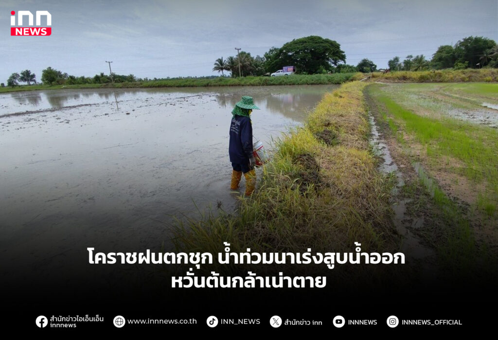 โคราชฝนตกชุก น้ำท่วมนาเร่งสูบน้ำออก หวั่นต้นกล้าเน่าตาย