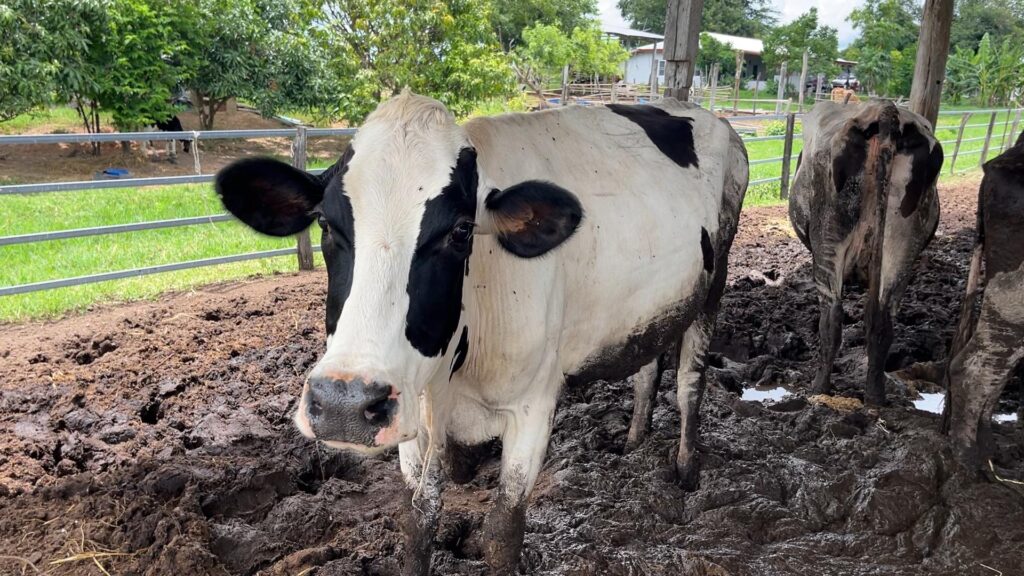 ผู้เลี้ยงโคนมขอนแก่น จี้นายกฯแก้ปัญหาอ.ส.ค. ค้างจ่าย90ล้าน