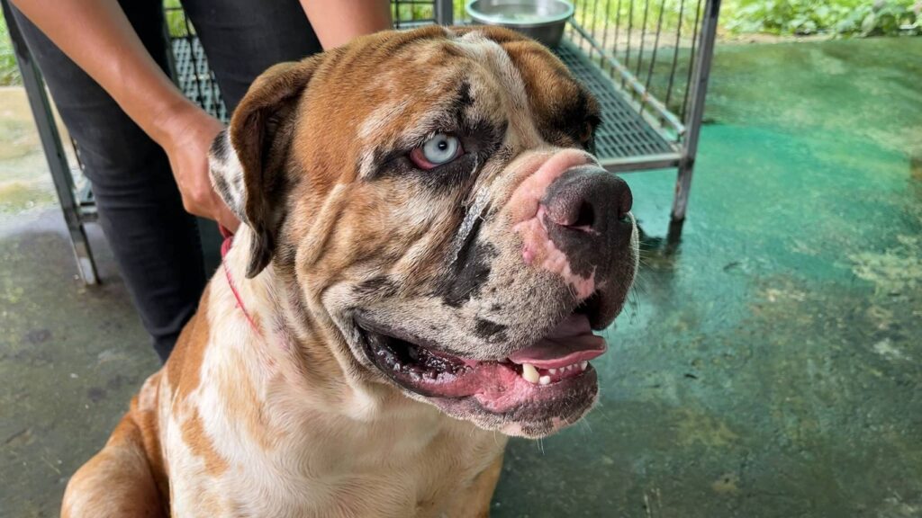 ขอนแก่นเปิดฟาร์มหมา สู้วิกฤติอ.ส.ค.ค้างจ่าย-ทำรายได้นับแสน