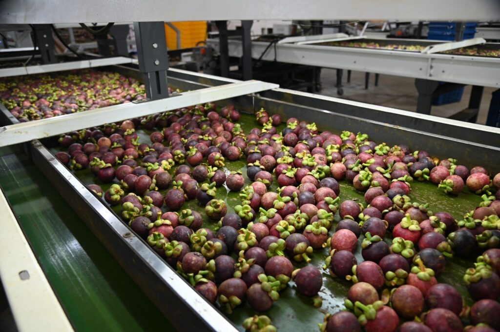 กรมการค้าภายใน ลงจันทบุรี จับมือ ห้าง เร่งดันมังคุด