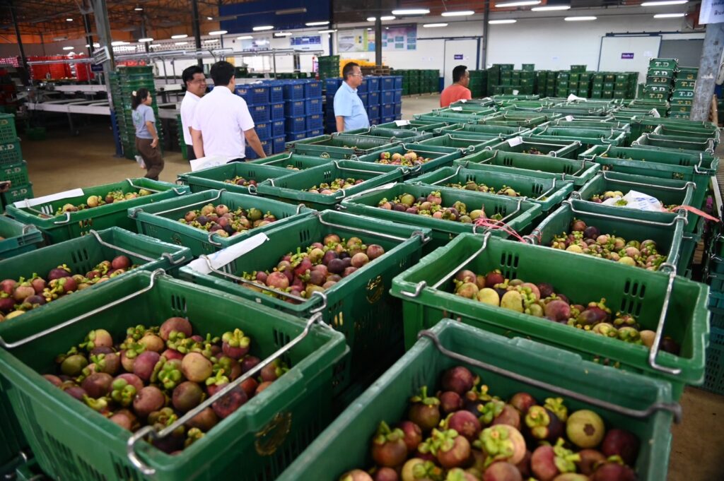 กรมการค้าภายใน ลงจันทบุรี จับมือ ห้าง เร่งดันมังคุด