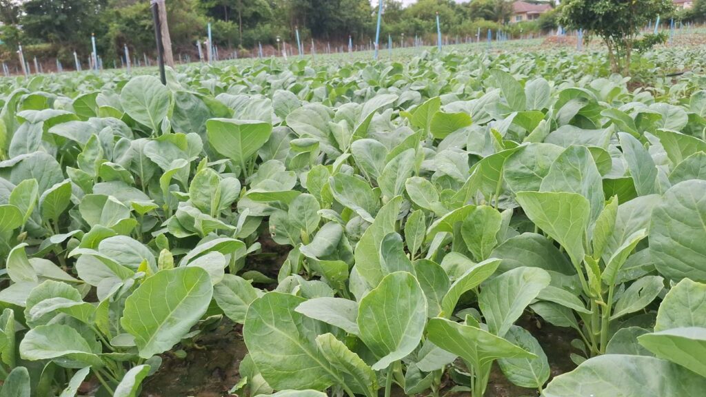 ชาวสวนผักโคราช จี้รัฐบาล แก้ปัญหาต้นทุนสูงราคาผักตกต่ำ