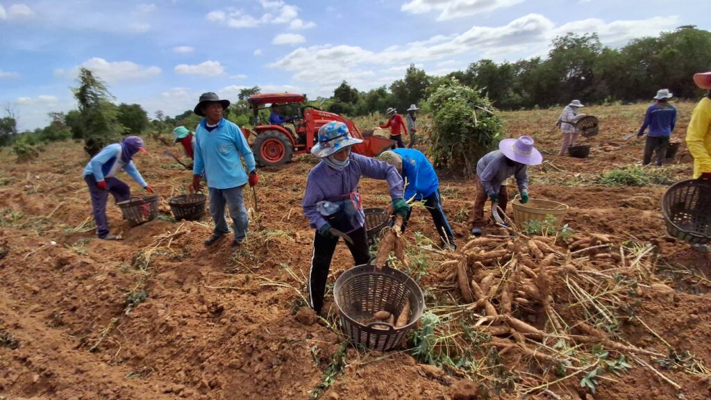 ห้ามนำเข้ามันสำปะหลังกัมพูชา ยังไม่ส่งผลดีเกษตรกร