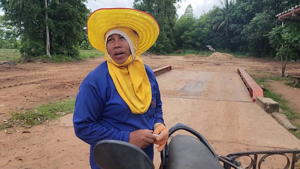 ศรีสะเกษมันสำปะหลังราคาพุ่ง หลังงดนำเข้าจากกัมพูชา