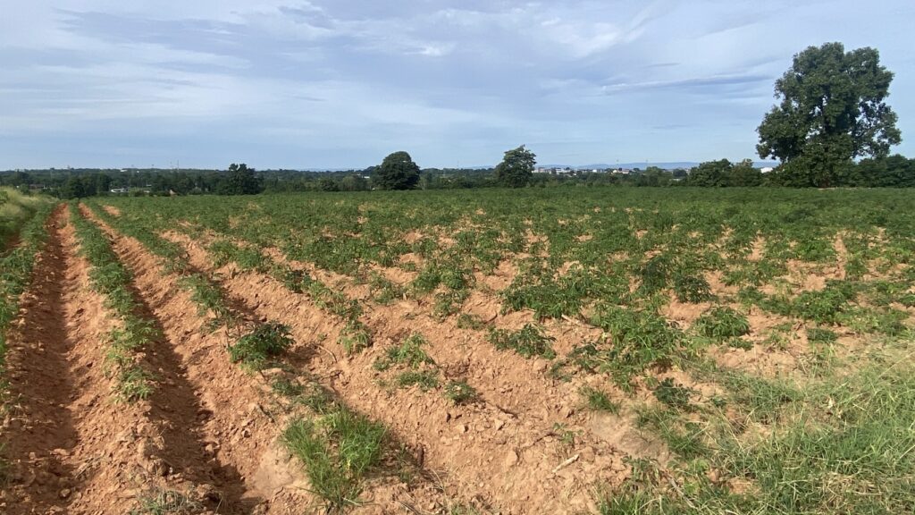 ชาวไร่มันสำปะหลังโคราช โอดส่อแววขาดทุน หลังปุ๋ยแพง 