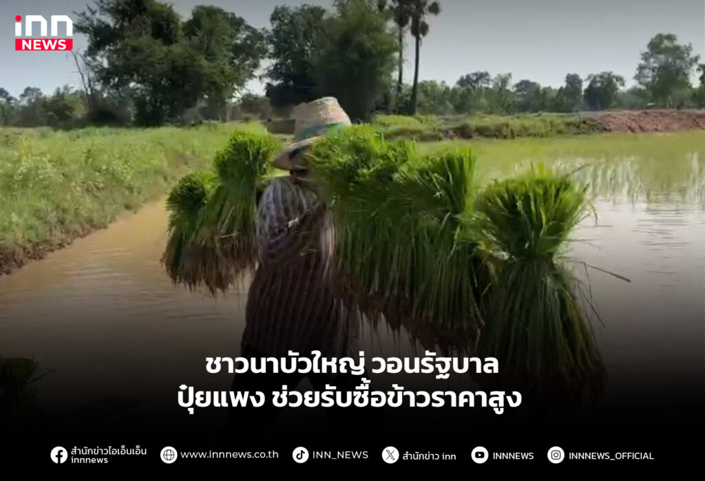ชาวนาบัวใหญ่วอนรัฐบาล ปุ๋ยแพง ช่วยรับซื้อข้าวราคาสูง