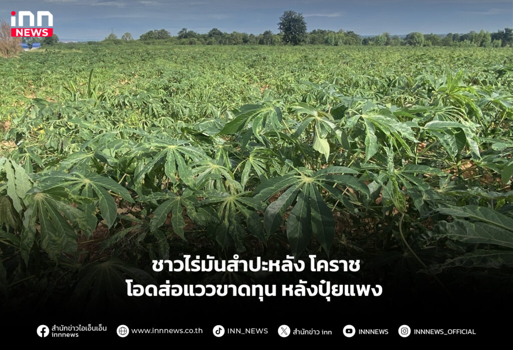 ชาวไร่มันสำปะหลังโคราช โอดส่อแววขาดทุน หลังปุ๋ยแพง