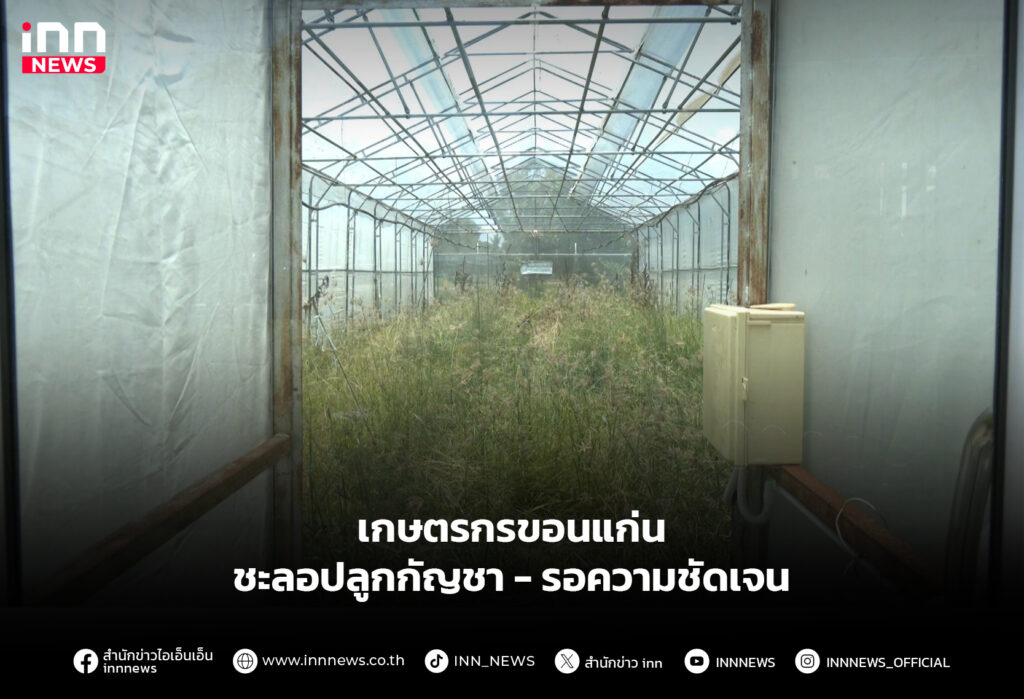 เกษตรกรขอนแก่นชะลอปลูกกัญชา - รอความชัดเจน