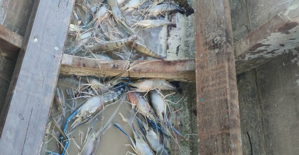 พัทลุง น้ำเค็มเข้าทะเลสาบ ชาวบ้านแห่ทอดแหจับกุ้ง สร้างรายได้