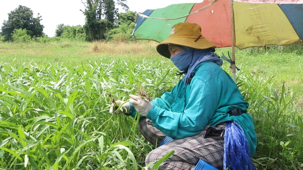 ขอนแก่นฝนหนัก ชาวสวนผักบุ้งโอด! ต้นล้ม รากเน่า เสียหาย