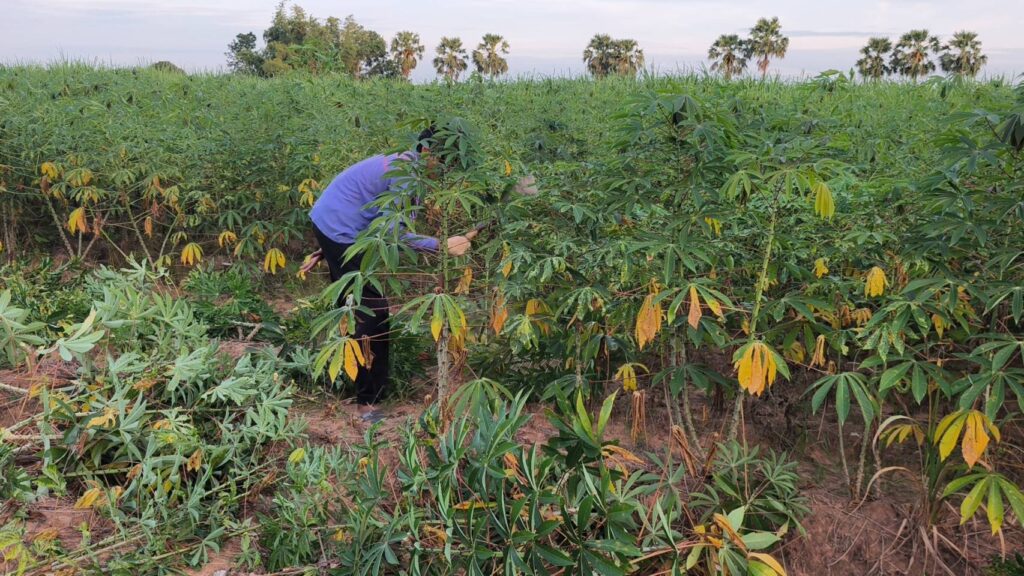 เกษตรกรโคราชโอด ปลูกมันสำปะหลัง ราคาตกต่ำจี้รัฐช่วย