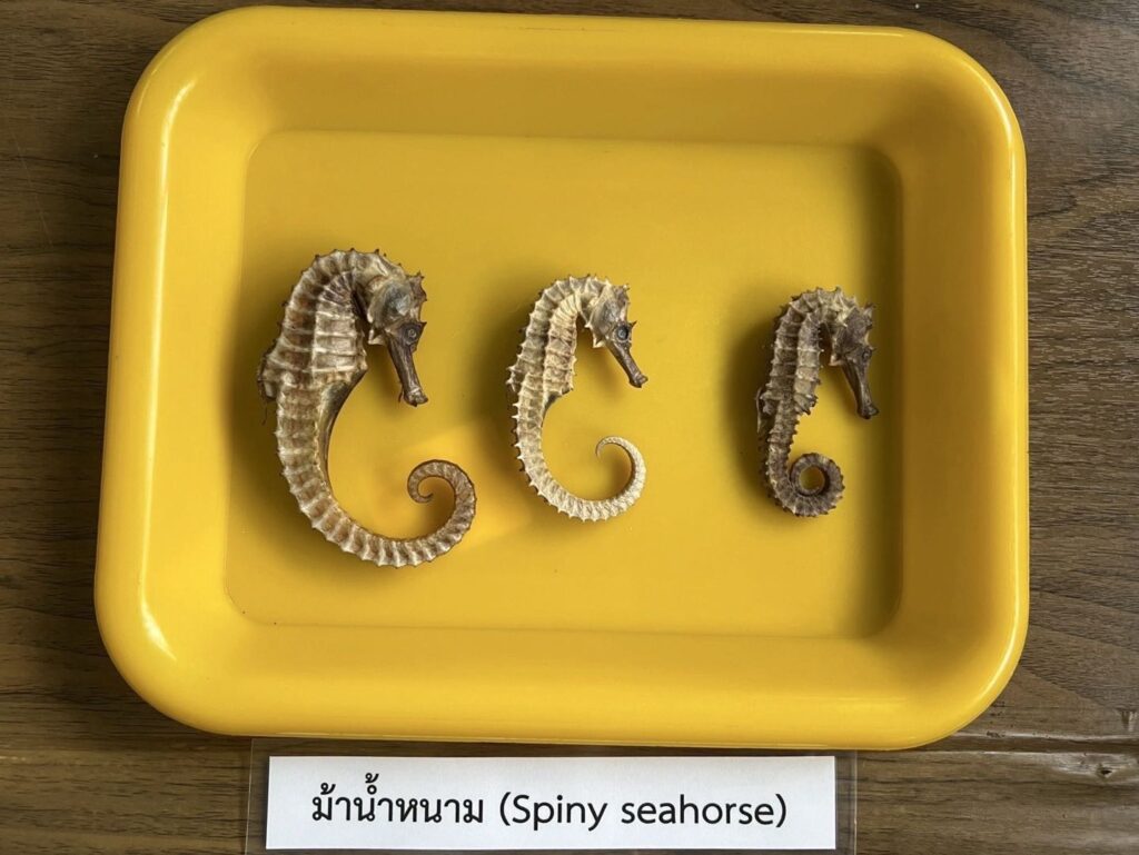 กรมประมง อบรม การเพาะเลี้ยงม้าน้ำ ปูทางตลาดน้ำสัตว์เศรษฐกิจ
