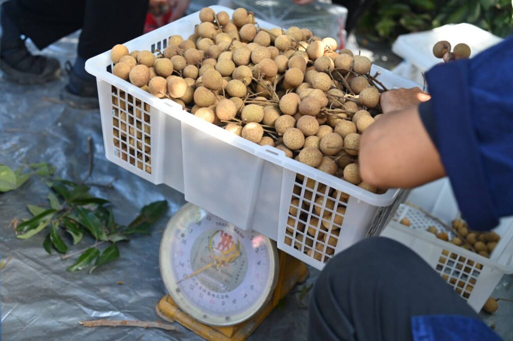 "สุชาติ" เดินหน้าดันราคาลำไย ดูดซับผลผลิต ช่วยเกษตรกร