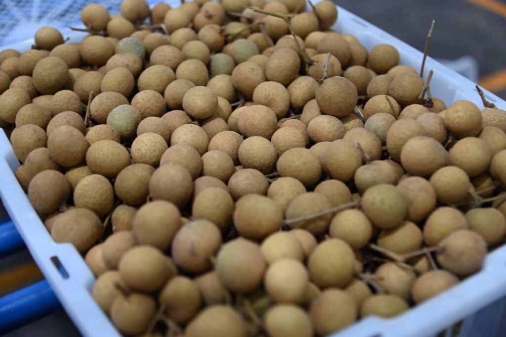 "สุชาติ" เดินหน้าดันราคาลำไย ดูดซับผลผลิต ช่วยเกษตรกร