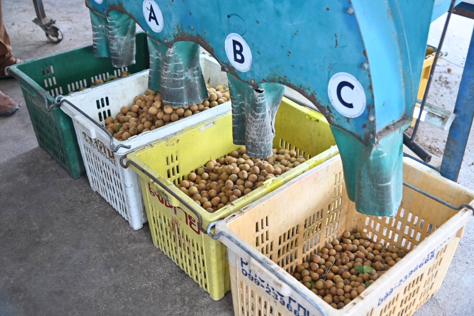 กรมค้าภายในจัดชุด "DIT" ตรวจเครื่องคัดขนาดลำไย