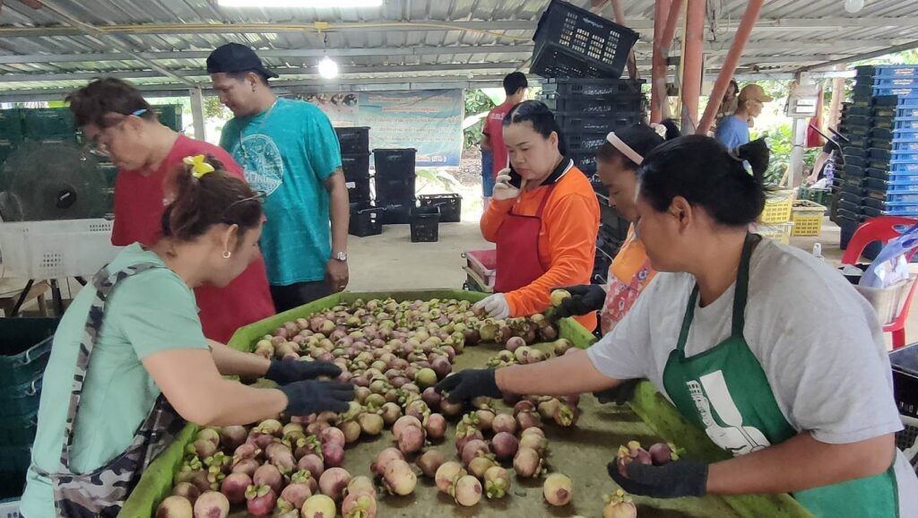 "พาณิชย์" หวังมาตรการเชิงรุก ดันราคามังคุดทะลุกก.100