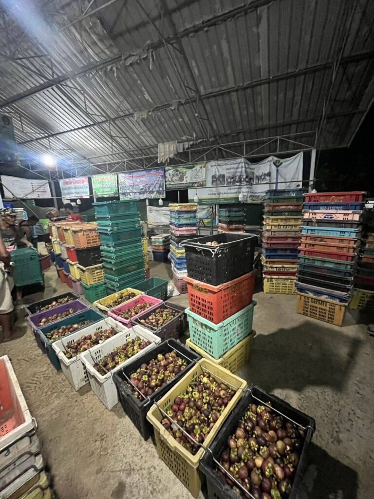 "พาณิชย์" หวังมาตรการเชิงรุก ดันราคามังคุดทะลุกก.100