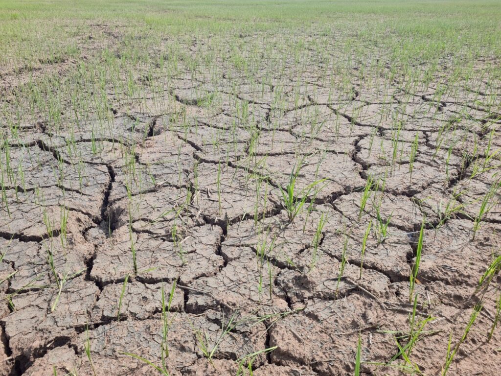 ชาวนาโคราชเฮ! ข้าวรอดตาย รอรับน้ำฝนจากพายุวิภา