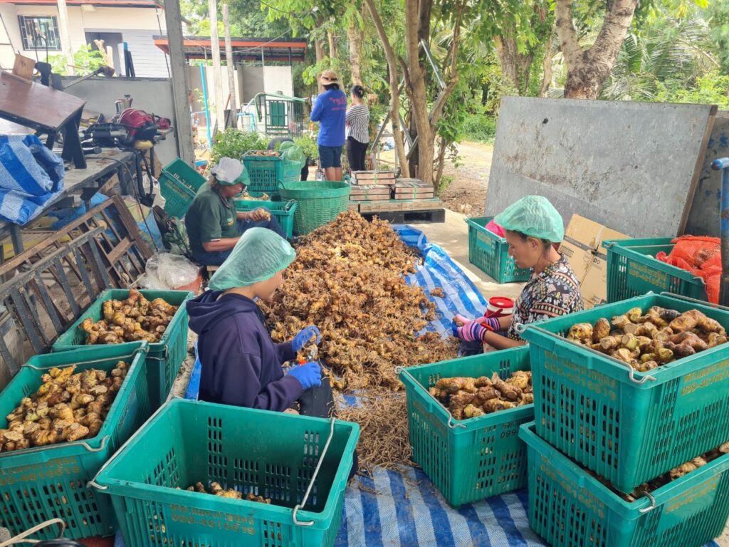 ราคาผักดิ่งเหว เกษตรกรอีสานแห่เรียนเทคนิคแปรรูป สู้วิกฤต