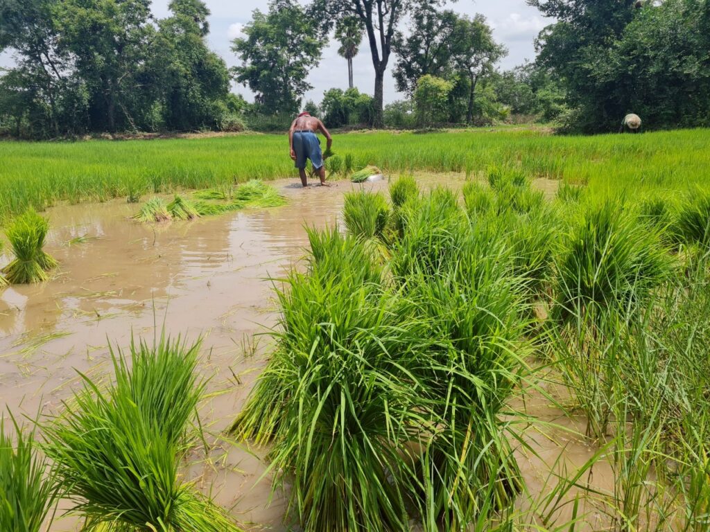 ชาวนาโคราชร้องระงม! เงินช่วยเหลือยังไร้วี่แวว