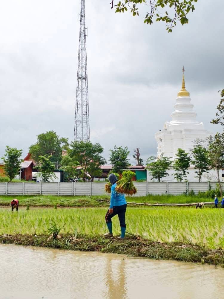 วัดพระธาตุหมื่นหิน ร่วมตร. - ฝ่ายปกครอง ลงแขกปักดำนา