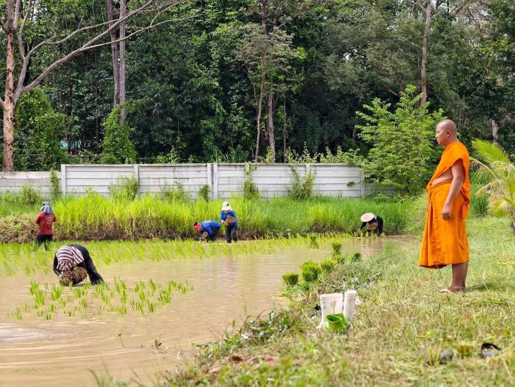 วัดพระธาตุหมื่นหิน ร่วมตร. - ฝ่ายปกครอง ลงแขกปักดำนา