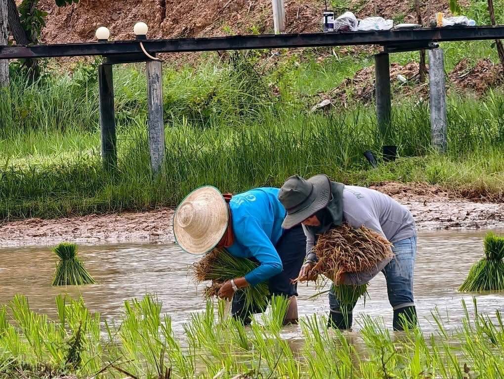 วัดพระธาตุหมื่นหิน ร่วมตร. - ฝ่ายปกครอง ลงแขกปักดำนา