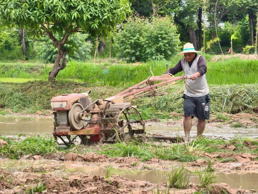 วัดพระธาตุหมื่นหิน ร่วมตร. - ฝ่ายปกครอง ลงแขกปักดำนา