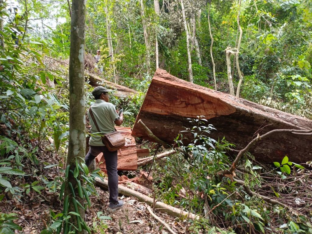 ซุงยักษ์เกลื่อนป่าลานสกา อ้างพื้นที่เอกสารสิทธิ์-ป่าไม้เร่งสอบ 