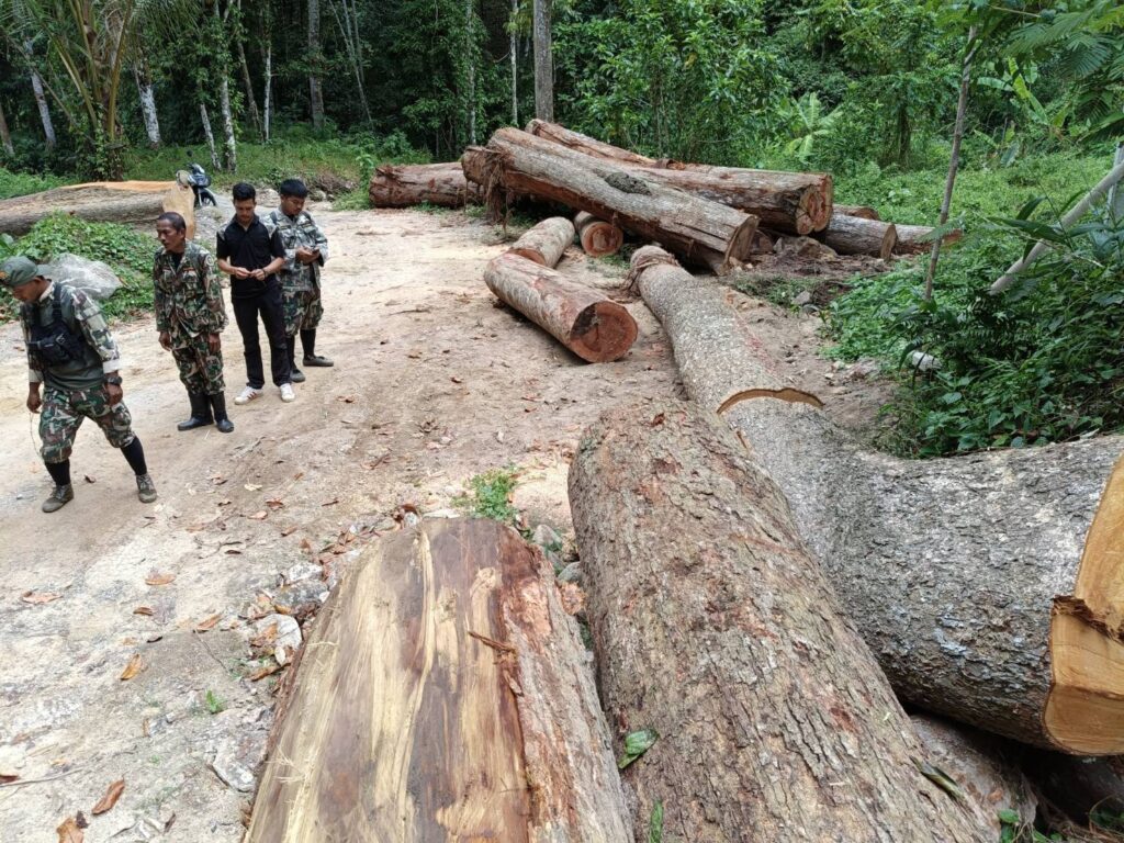 ซุงยักษ์เกลื่อนป่าลานสกา อ้างพื้นที่เอกสารสิทธิ์-ป่าไม้เร่งสอบ 
