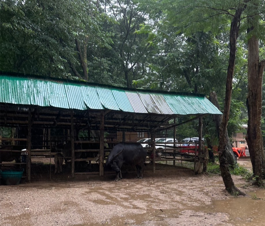 แม่แตง เตรียมพร้อมอพยพช้าง-สัตว์เลี้ยง น้ำท่วม