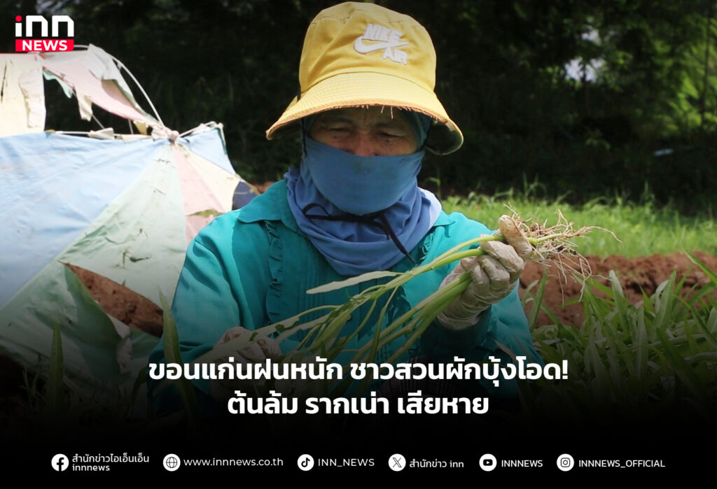 ขอนแก่นฝนหนัก ชาวสวนผักบุ้งโอด! ต้นล้ม รากเน่า เสียหาย