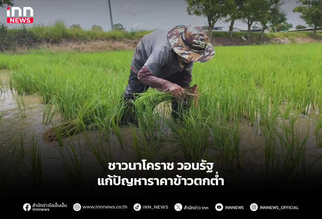 ชาวนาโคราช วอนรัฐแก้ปัญหาราคาข้าวตกต่ำ