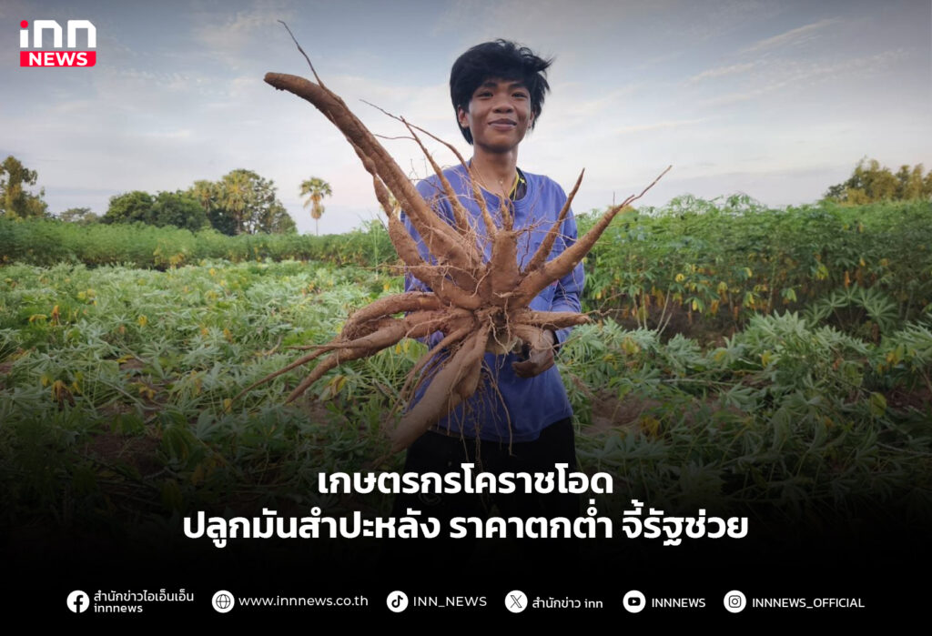 เกษตรกรโคราชโอด ปลูกมันสำปะหลัง ราคาตกต่ำจี้รัฐช่วย