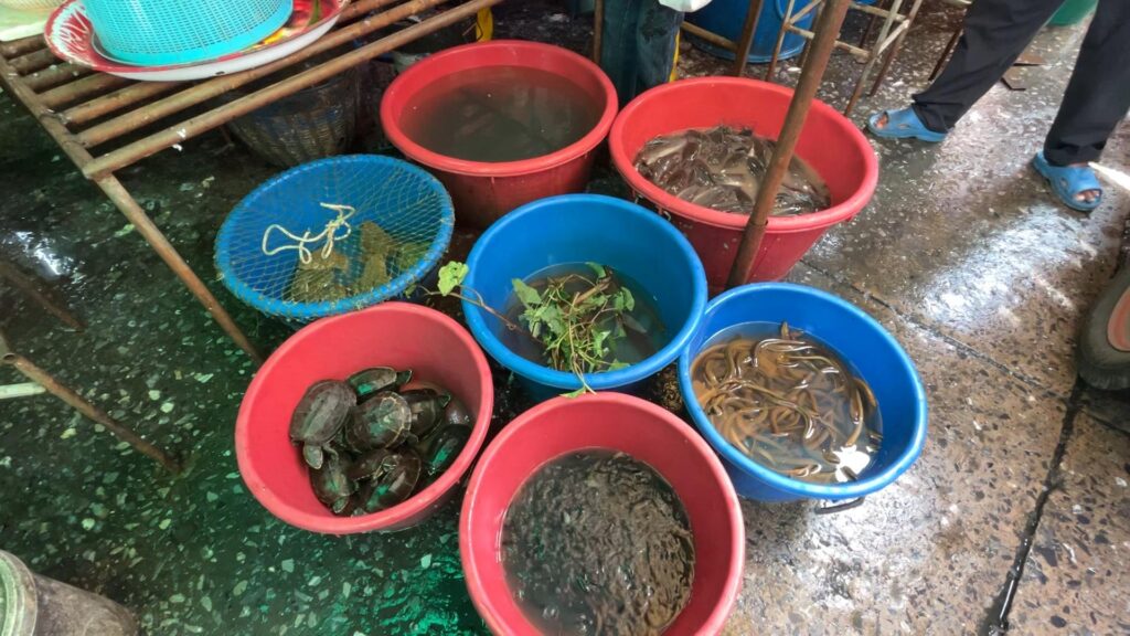 ขอนแก่น "ปลาช่อน-ปลาไหล" ขาดตลาดราคาพุ่ง - นำเข้าจากเขมรไม่ได้