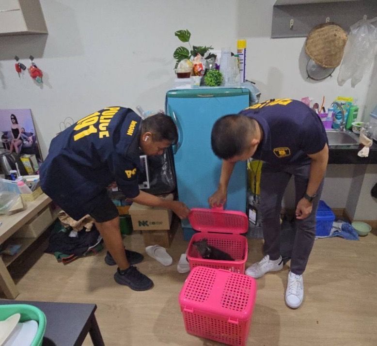 ลักลอบค้า "หมีขอ-นางอาย" ย่านนวมินทร์