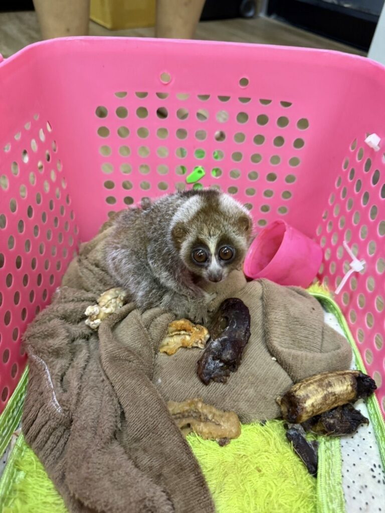 ลักลอบค้า "หมีขอ-นางอาย" ย่านนวมินทร์