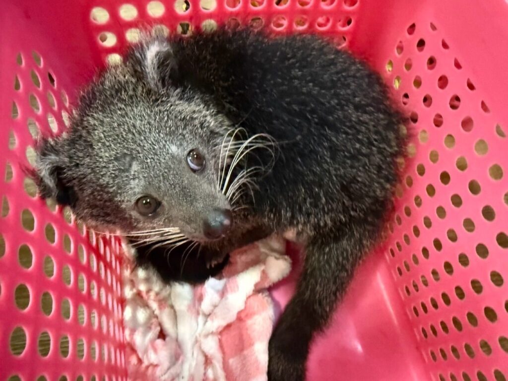 ลักลอบค้า "หมีขอ-นางอาย" ย่านนวมินทร์