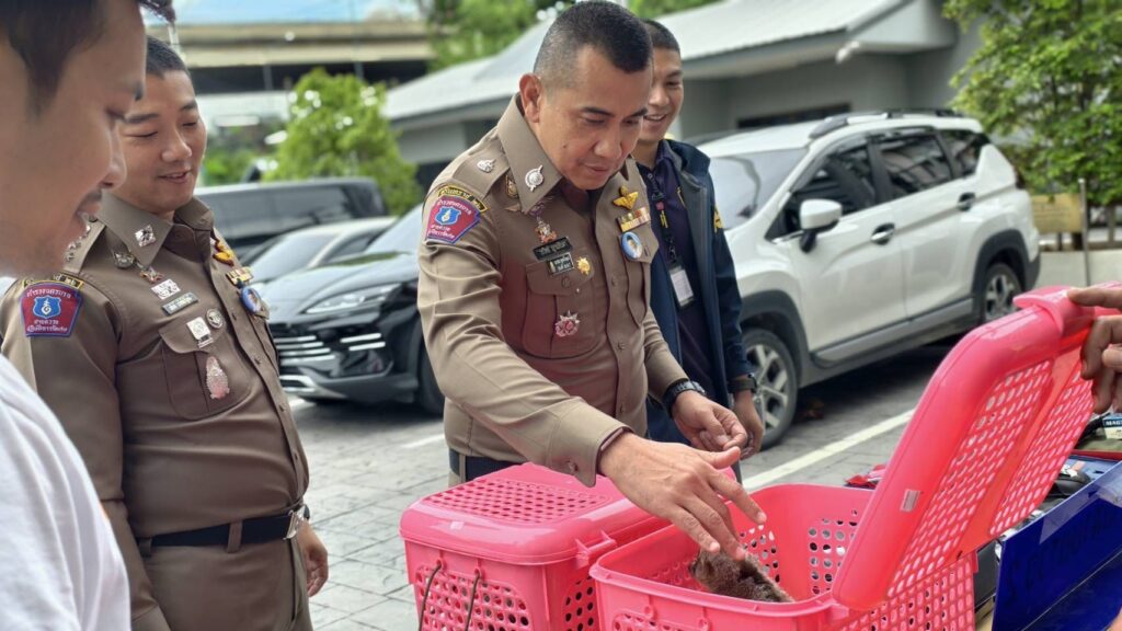 ลักลอบค้า "หมีขอ-นางอาย" ย่านนวมินทร์